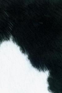Black & white ponyskin